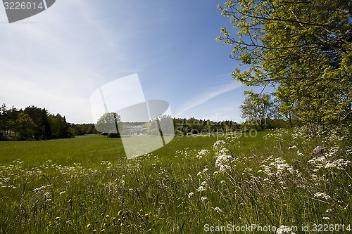 Image of summer meadows