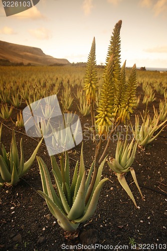 Image of EUROPE CANARY ISLANDS LANZAROTE