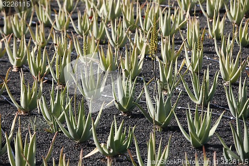 Image of EUROPE CANARY ISLANDS LANZAROTE