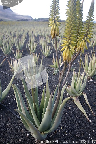 Image of EUROPE CANARY ISLANDS LANZAROTE