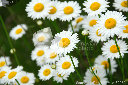 Image of Summer daisies