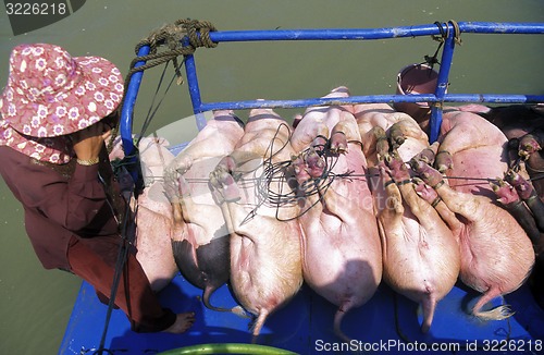 Image of CAMBODIA 
