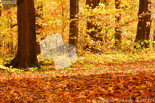 Image of Fall forest