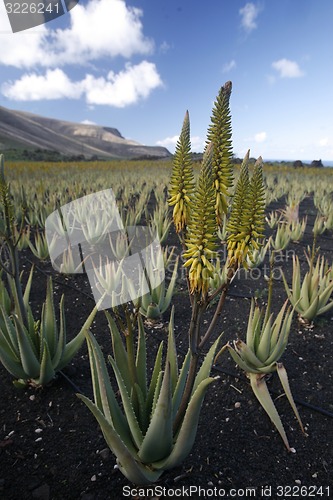 Image of EUROPE CANARY ISLANDS LANZAROTE