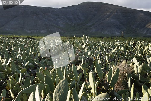 Image of EUROPE CANARY ISLANDS LANZAROTE