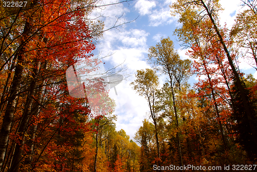 Image of Fall forest