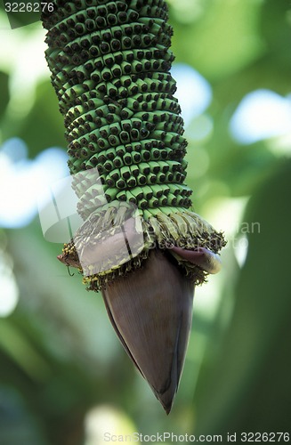 Image of CAMBODIA 