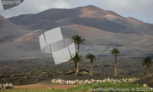 Image of EUROPE CANARY ISLANDS LANZAROTE