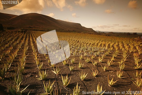 Image of EUROPE CANARY ISLANDS LANZAROTE