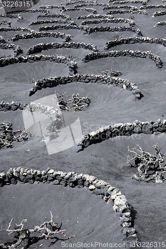 Image of EUROPA, SPANIEN, KANARISCHE INSELN, LANZAROTE, WEIN, 