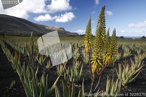 Image of EUROPE CANARY ISLANDS LANZAROTE