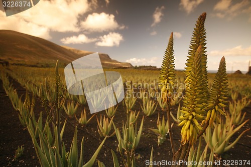 Image of EUROPE CANARY ISLANDS LANZAROTE