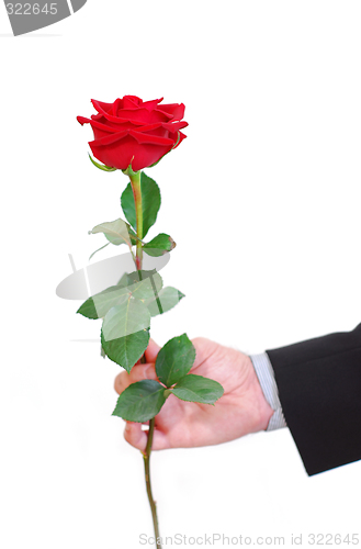 Image of Man red rose