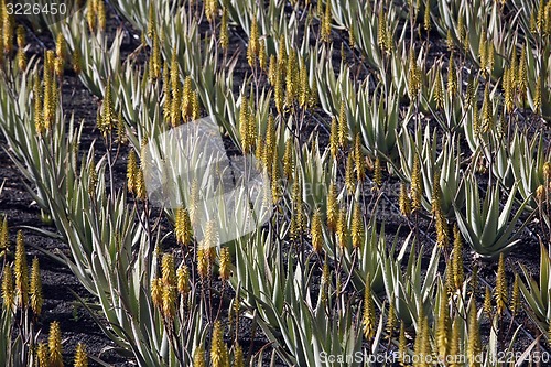 Image of EUROPE CANARY ISLANDS LANZAROTE