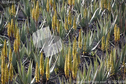 Image of EUROPE CANARY ISLANDS LANZAROTE