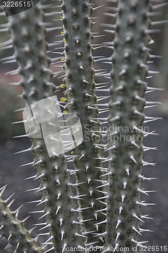 Image of EUROPE CANARY ISLANDS LANZAROTE