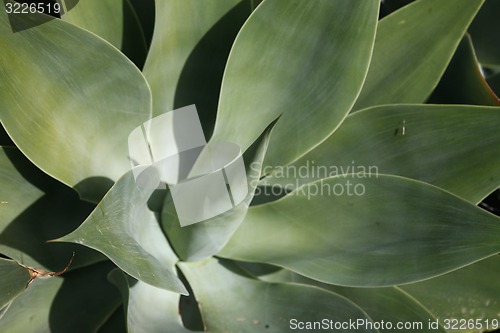 Image of EUROPE CANARY ISLANDS LANZAROTE