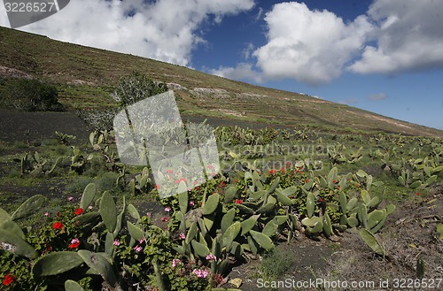 Image of EUROPE CANARY ISLANDS LANZAROTE