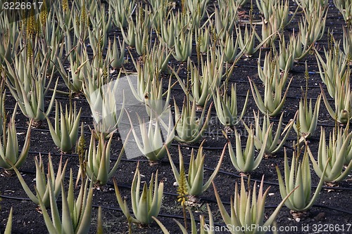 Image of EUROPE CANARY ISLANDS LANZAROTE