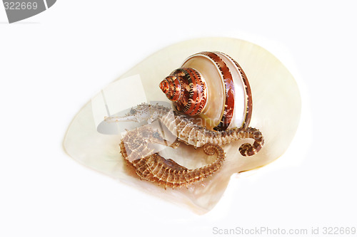 Image of Seahorses and shells