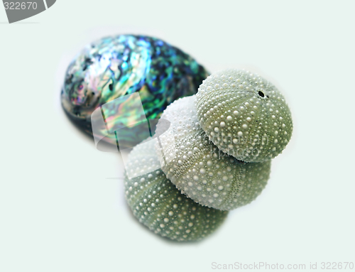 Image of Seaeggs and paua shell