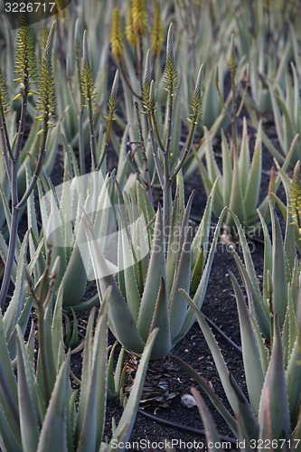 Image of EUROPE CANARY ISLANDS LANZAROTE