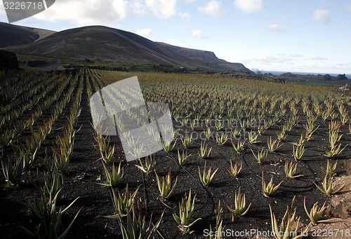 Image of EUROPE CANARY ISLANDS LANZAROTE