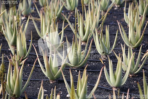 Image of EUROPE CANARY ISLANDS LANZAROTE