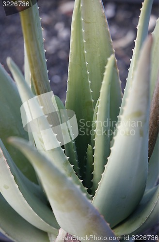 Image of EUROPE CANARY ISLANDS LANZAROTE