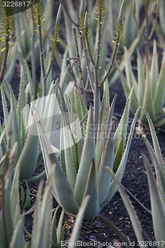 Image of EUROPE CANARY ISLANDS LANZAROTE