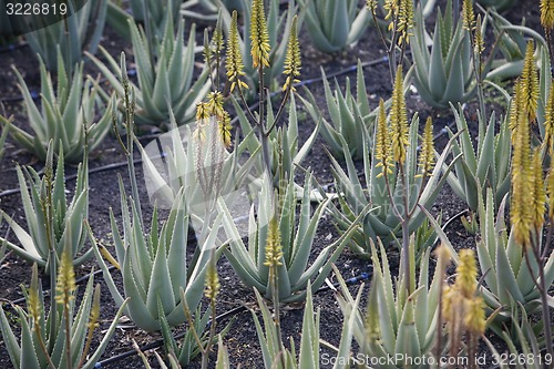 Image of EUROPE CANARY ISLANDS LANZAROTE