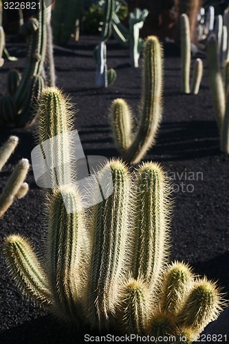 Image of EUROPE CANARY ISLANDS LANZAROTE