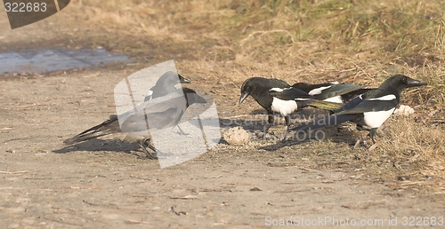 Image of Magpie and Hooded Crow