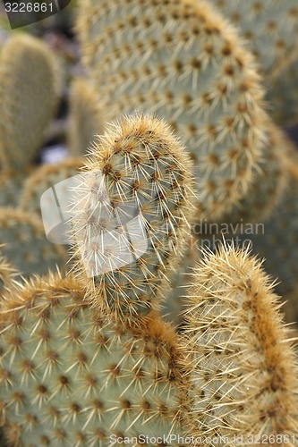 Image of EUROPE CANARY ISLANDS LANZAROTE