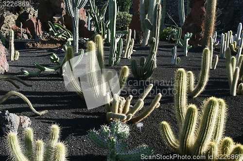 Image of EUROPA, SPANIEN, KANARISCHE INSELN, LANZAROTE, KAKTUS GARTEN