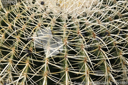 Image of EUROPA, SPANIEN, KANARISCHE INSELN, LANZAROTE, KAKTUS GARTEN