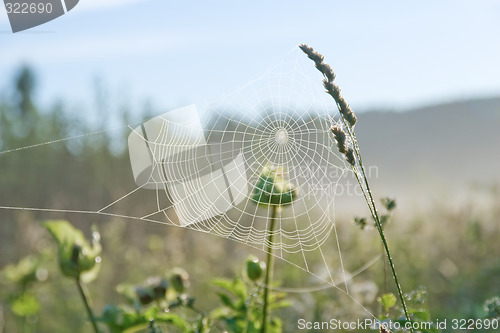 Image of Spider's web