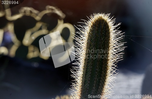 Image of EUROPE CANARY ISLANDS LANZAROTE