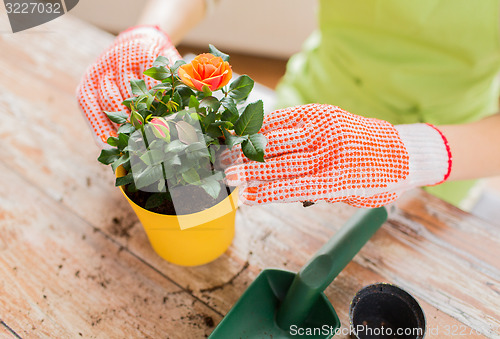 Image of close up of woman hands planting roses in pot