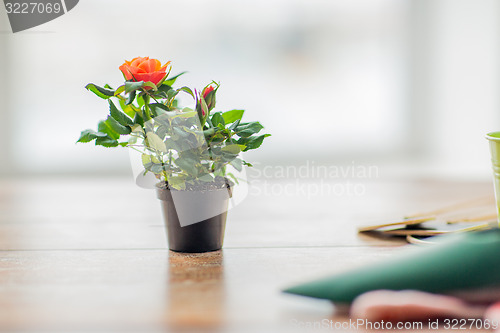 Image of close up of rose flower in pot on table at home