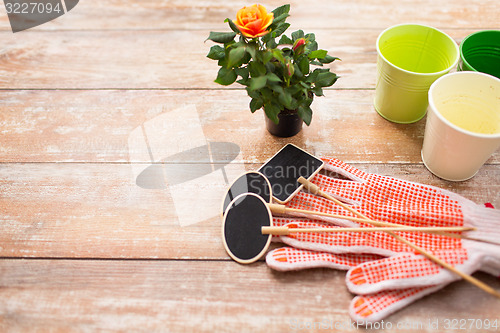 Image of close up of rose flower and garden tools on table