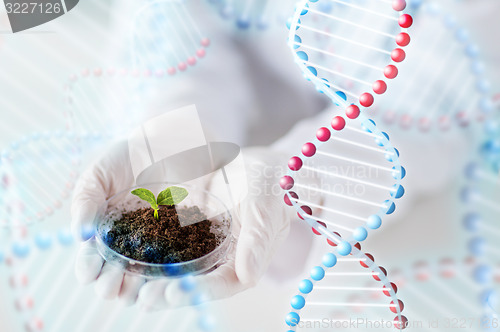 Image of close up of scientist hands with plant and soil