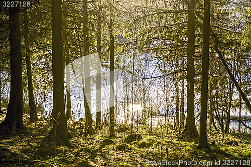 Image of River in spring forest