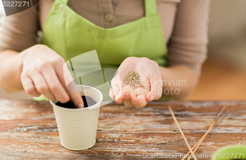 Image of close up of woman sowing seeds to soil in pot
