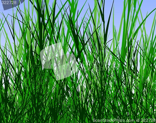 Image of Grass jungle