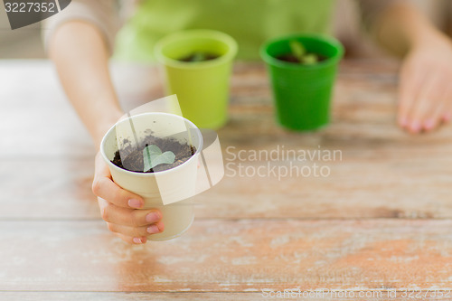 Image of close up of woman hand holding pot with sprout