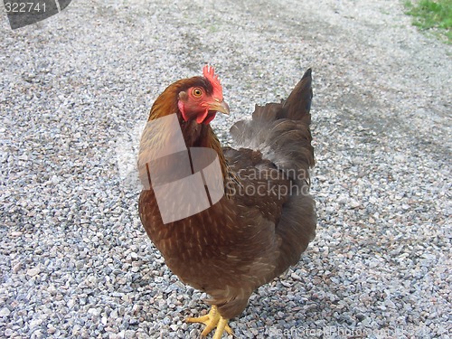 Image of Chicken