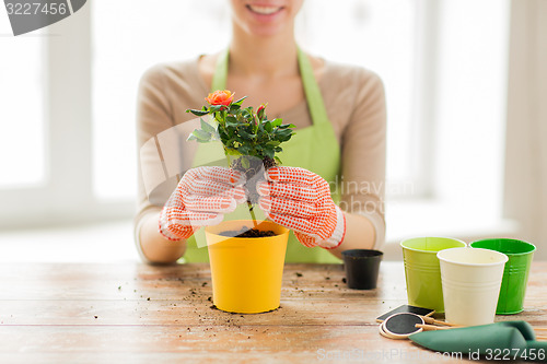 Image of close up of woman hands planting roses in pot