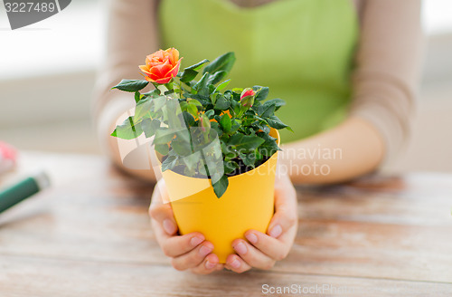 Image of close up of woman hands holding roses bush in pot