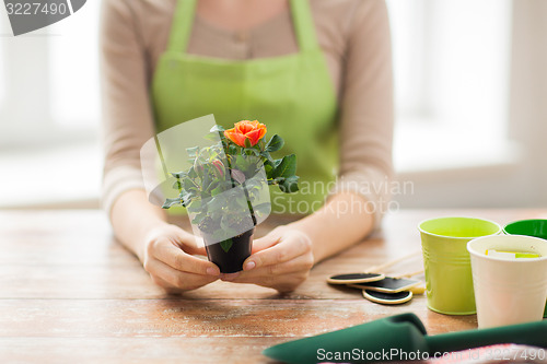 Image of close up of woman hands holding roses bush in pot